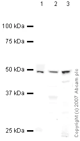 Western blot - Anti-Flotillin 1 antibody (AB41927)