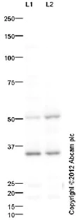Western blot - Anti-Flotillin 1 antibody (AB41927)