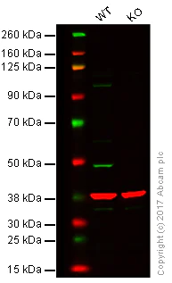 Western blot - Anti-Flotillin 1 antibody (AB41927)