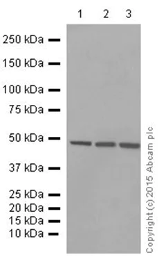 Western blot - Anti-Flotillin 1 antibody [EP446Y] (AB78178)