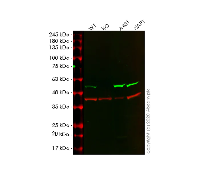 Western blot - Anti-Flotillin 1 antibody [EP446Y] (AB78178)