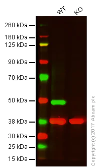 Western blot - Anti-Flotillin 1 antibody [EP446Y] (AB78178)