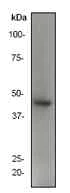 Western blot - Anti-Flotillin 1 antibody [EP446Y] (AB78178)