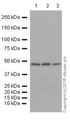 Western blot - Anti-Flotillin 1 antibody [EP446Y] (AB78178)
