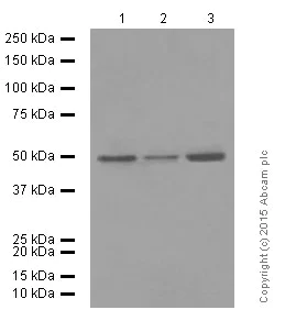 Western blot - Anti-Flotillin 1 antibody [EPR6041] (AB133497)