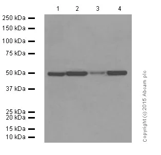 Western blot - Anti-Flotillin 1 antibody [EPR6041] (AB133497)