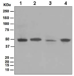 Western blot - Anti-Flotillin 1 antibody [EPR6041] (AB133497)