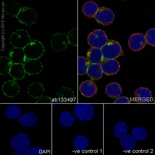 Immunocytochemistry/ Immunofluorescence - Anti-Flotillin 1 antibody [EPR6041] - BSA and Azide free (AB232405)