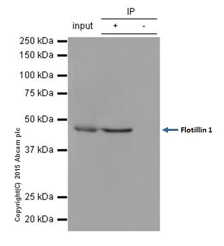 Immunoprecipitation - Anti-Flotillin 1 antibody [EPR6041] - BSA and Azide free (AB232405)