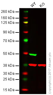 Western blot - Anti-Flotillin 1 antibody [EPR6041] - BSA and Azide free (AB232405)