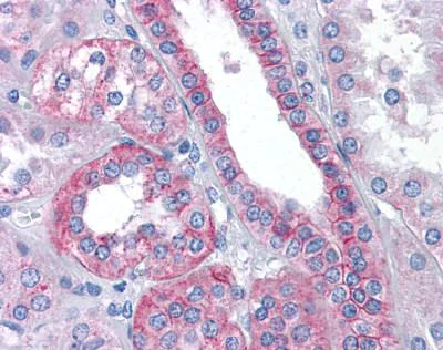 Immunohistochemistry (Formalin/PFA-fixed paraffin-embedded sections) - Anti-Flotillin 2/ESA antibody (AB113661)