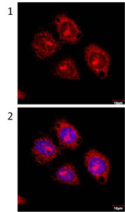 Immunocytochemistry/ Immunofluorescence - Anti-Flotillin 2/ESA antibody (AB96507)