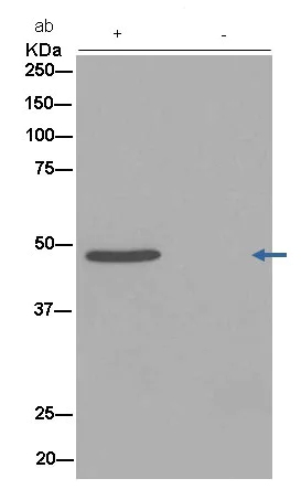 Immunoprecipitation - Anti-Flotillin 2/ESA antibody [EPR14128(B)] (AB181988)