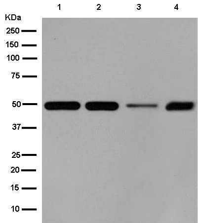 Western blot - Anti-Flotillin 2/ESA antibody [EPR14128(B)] (AB181988)