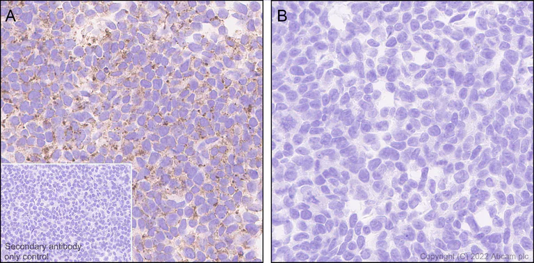 Immunohistochemistry (Formalin/PFA-fixed paraffin-embedded sections) - Anti-Flotillin 2/ESA antibody [EPR26975-52] - BSA and Azide free (AB307423)