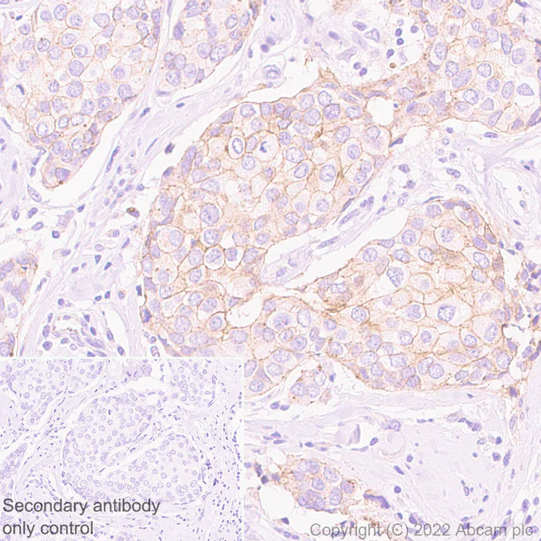 Immunohistochemistry (Formalin/PFA-fixed paraffin-embedded sections) - Anti-Flotillin 2/ESA antibody [EPR26975-52] - BSA and Azide free (AB307423)