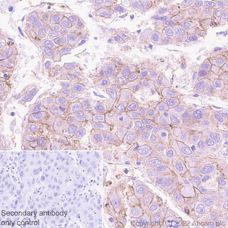 Immunohistochemistry (Formalin/PFA-fixed paraffin-embedded sections) - Anti-Flotillin 2/ESA antibody [EPR26975-52] - BSA and Azide free (AB307423)