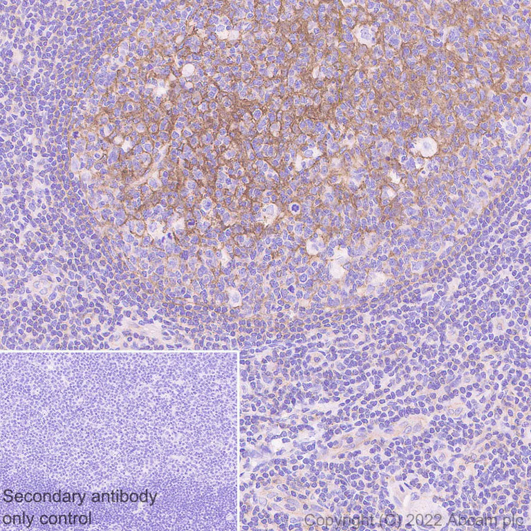 Immunohistochemistry (Formalin/PFA-fixed paraffin-embedded sections) - Anti-Flotillin 2/ESA antibody [EPR26975-52] - BSA and Azide free (AB307423)