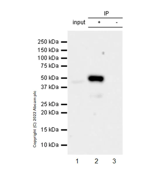 Immunoprecipitation - Anti-Flotillin 2/ESA antibody [EPR26975-52] - BSA and Azide free (AB307423)