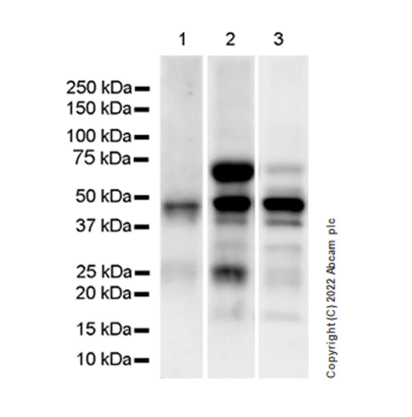 Western blot - Anti-Flotillin 2/ESA antibody [EPR26975-52] - BSA and Azide free (AB307423)