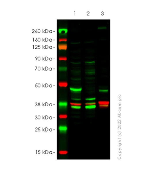 Western blot - Anti-Flotillin 2/ESA antibody [EPR26975-52] - BSA and Azide free (AB307423)