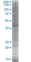Flotillin 2 / ESA overexpression 293T lysate (whole cell)