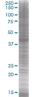 SDS-PAGE - Flotillin 2 / ESA overexpression 293T lysate (whole cell) (AB94259)