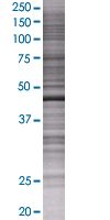 Flotillin 2 / ESA overexpression 293T lysate (whole cell)