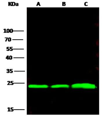Western blot - Anti-FLR antibody [009] - BSA and Azide free (AB276064)