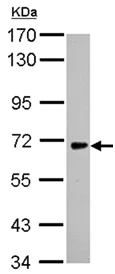 Western blot - Anti-FLRT2 antibody (AB154023)