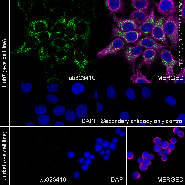 Immunocytochemistry/ Immunofluorescence - Anti-FLRT3 antibody [EPR29132-87] (AB323410), expandable thumbnail