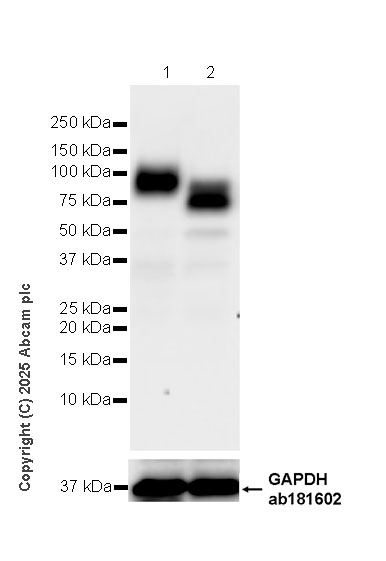 Western blot - Anti-FLRT3 antibody [EPR29132-87] (AB323410), expandable thumbnail