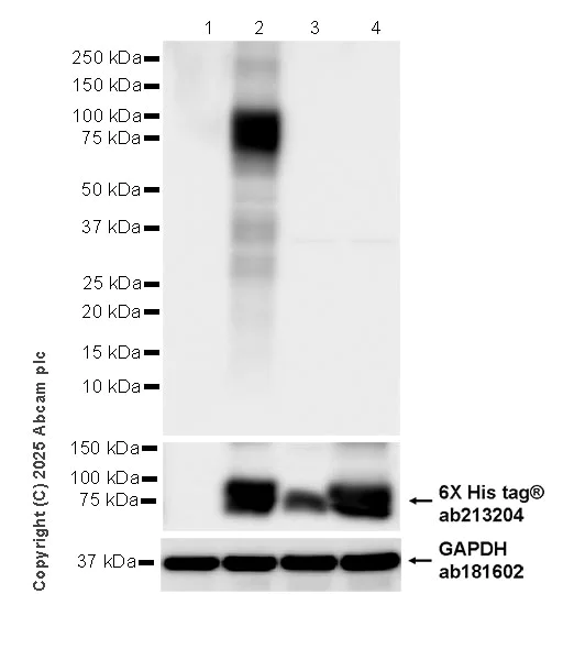 Western blot - Anti-FLRT3 antibody [EPR29132-87] (AB323410)