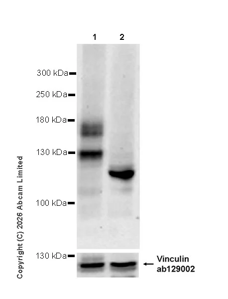 Western blot - Anti-FLT3 antibody [EPR31042-551] (AB326101)