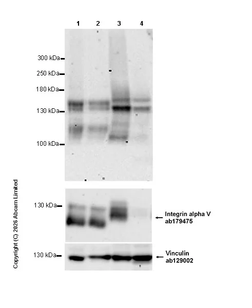 Western blot - Anti-FLT3 antibody [EPR31042-551] (AB326101)
