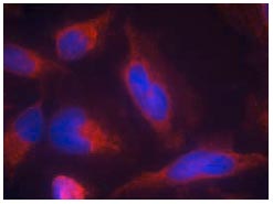 Immunocytochemistry/ Immunofluorescence - Anti-Flt3 / CD135 antibody (AB131545), expandable thumbnail
