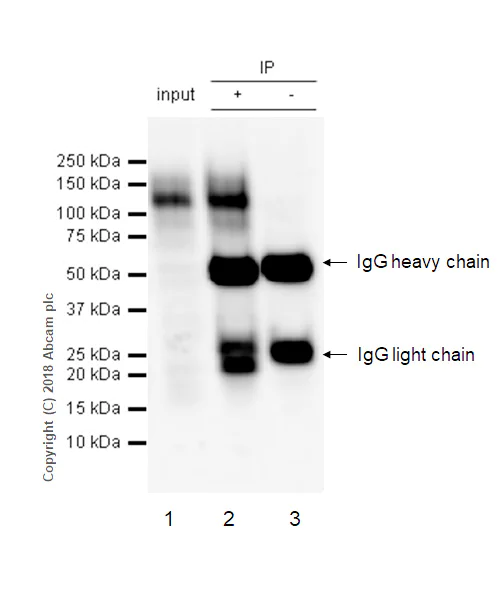 Immunoprecipitation - Anti-Flt3 / CD135 antibody [EPR22232-318] (AB245116)