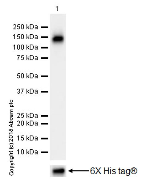 Western blot - Anti-Flt3 / CD135 antibody [EPR22232-318] (AB245116), expandable thumbnail