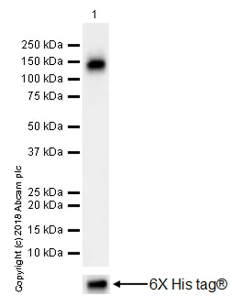 Western blot - Anti-Flt3 / CD135 antibody [EPR22232-318] (AB245116)