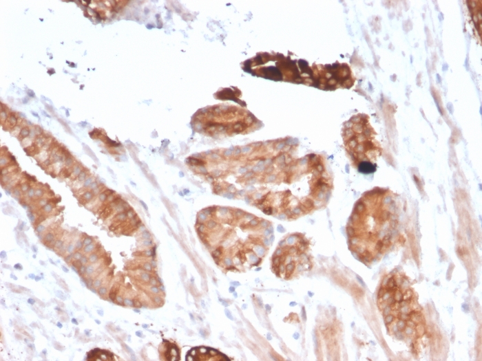 Immunohistochemistry (Formalin/PFA-fixed paraffin-embedded sections) - Anti-Flt3 / CD135 antibody [FLT3/2458] - BSA and Azide free (AB263456)