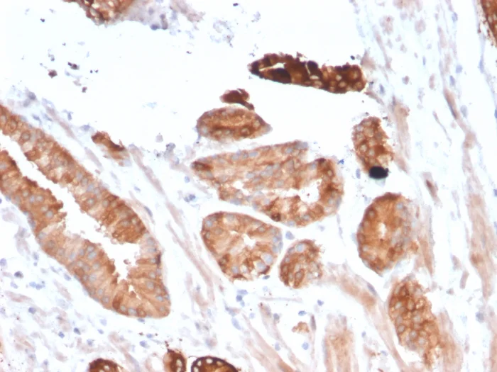 Immunohistochemistry (Formalin/PFA-fixed paraffin-embedded sections) - Anti-Flt3 / CD135 antibody [FLT3/2458] - BSA and Azide free (AB263456)