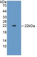 Western blot - Anti-Flt3 ligand/Flt3L antibody (AB231192), expandable thumbnail