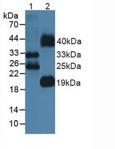 Western blot - Anti-Flt3 ligand/Flt3L antibody (AB231249)