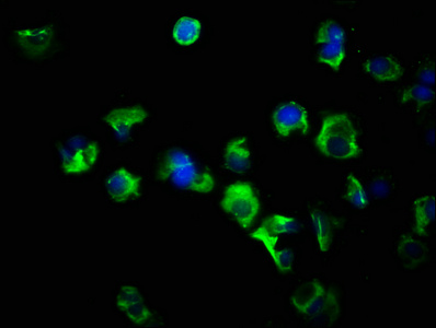 Immunocytochemistry/ Immunofluorescence - Anti-Flt3 ligand/Flt3L antibody (AB238610), expandable thumbnail