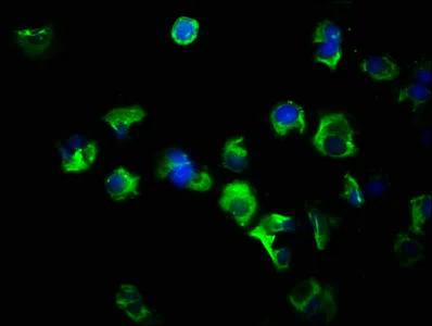 Immunocytochemistry/ Immunofluorescence - Anti-Flt3 ligand/Flt3L antibody (AB238610)