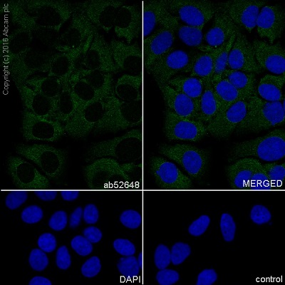 Immunocytochemistry/ Immunofluorescence - Anti-Flt3 ligand/Flt3L antibody [EP1140Y] (AB52648), expandable thumbnail