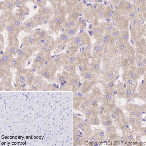 Immunohistochemistry (Formalin/PFA-fixed paraffin-embedded sections) - Anti-Flt3 ligand/Flt3L antibody [EP1140Y] (AB52648), expandable thumbnail
