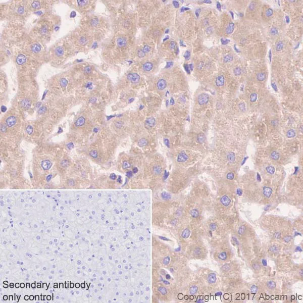 Immunohistochemistry (Formalin/PFA-fixed paraffin-embedded sections) - Anti-Flt3 ligand/Flt3L antibody [EP1140Y] (AB52648)
