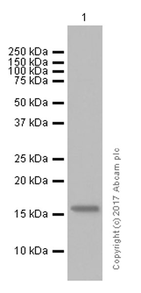 Western blot - Anti-Flt3 ligand/Flt3L antibody [EP1140Y] (AB52648), expandable thumbnail