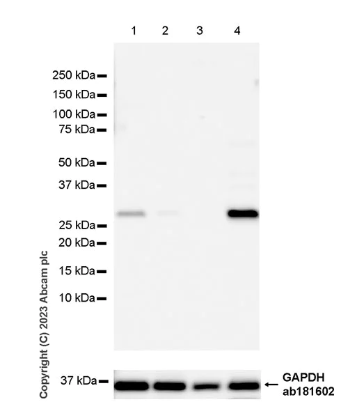 Western blot - Anti-Flt3 ligand/Flt3L antibody [EPR24899-137] (AB315216)
